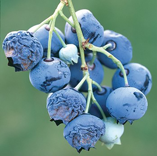 Shriveled blueberries.